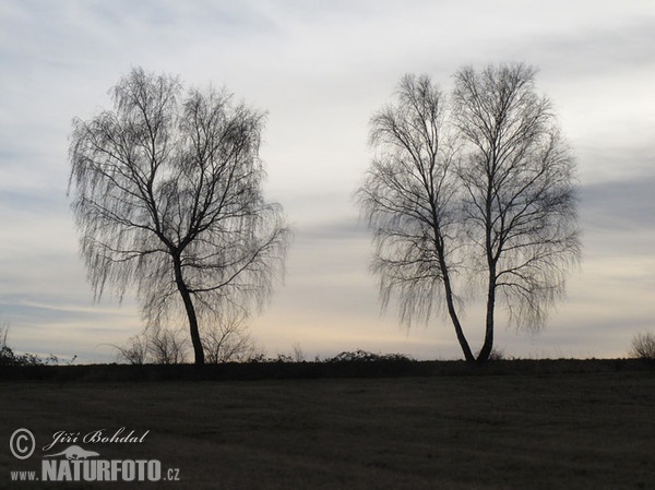 Birch (Betula pendula)