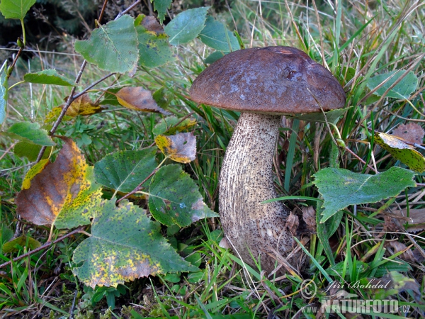 Birch Bolete Mushroom (Leccinum scabrum)