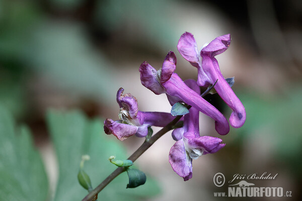 Bird-in-a-bush (Corydalis cava)