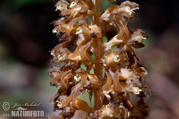 Bird's-nest Orchid (Neottia nidus-avis)