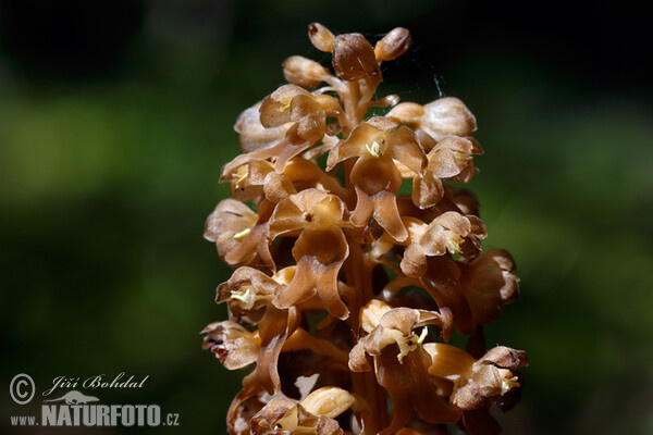 Bird's-nest Orchid (Neottia nidus-avis)