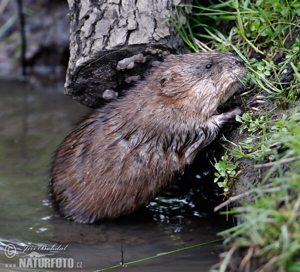 Bisam (Ondatra zibethicus)