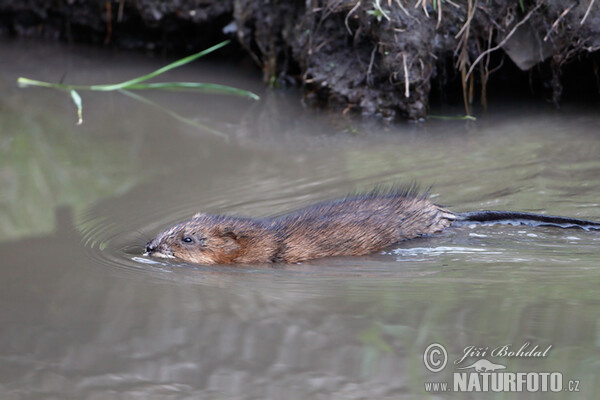 Bisam (Ondatra zibethicus)