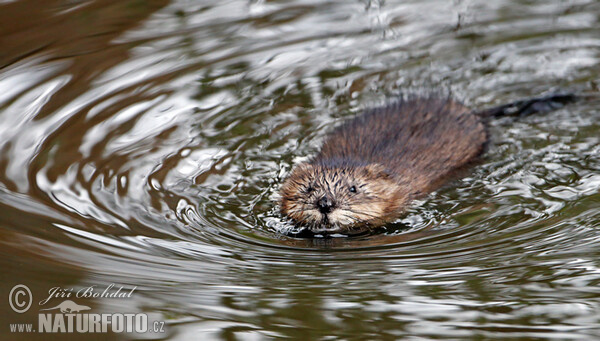 Bisam (Ondatra zibethicus)