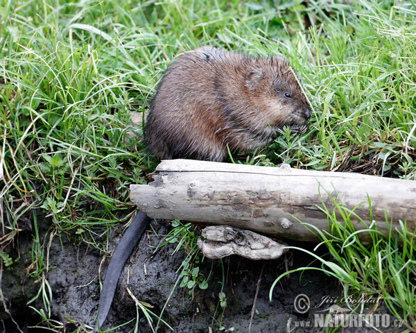 Bisam (Ondatra zibethicus)