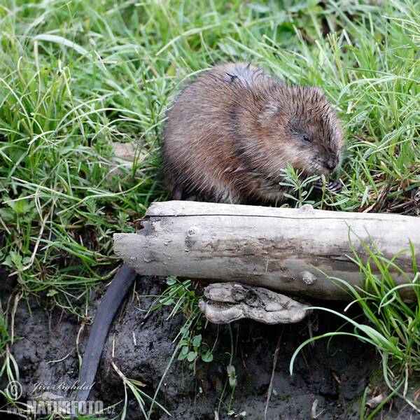 Bisam (Ondatra zibethicus)