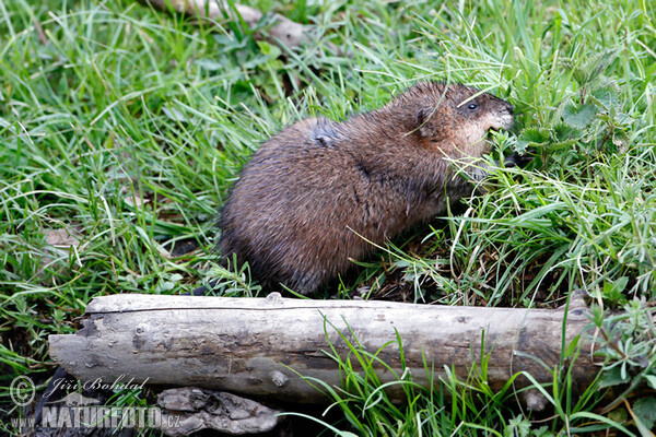 Bisam (Ondatra zibethicus)