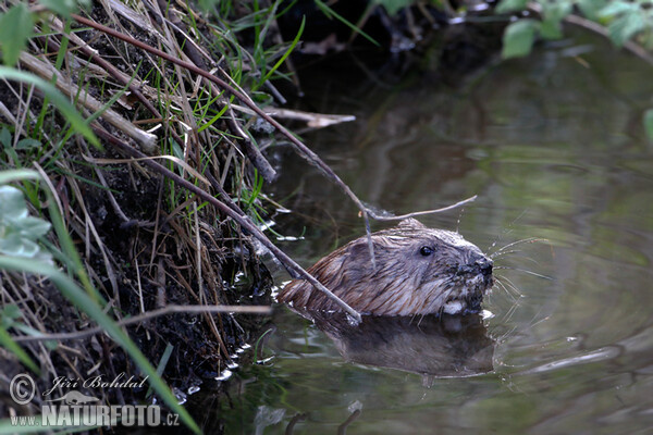 Bisam (Ondatra zibethicus)