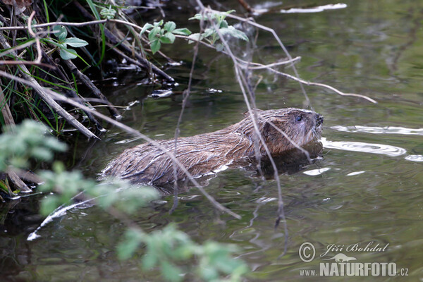 Bisam (Ondatra zibethicus)