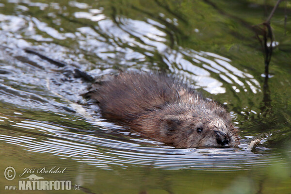 Bisam (Ondatra zibethicus)