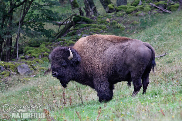 Bison Amerika