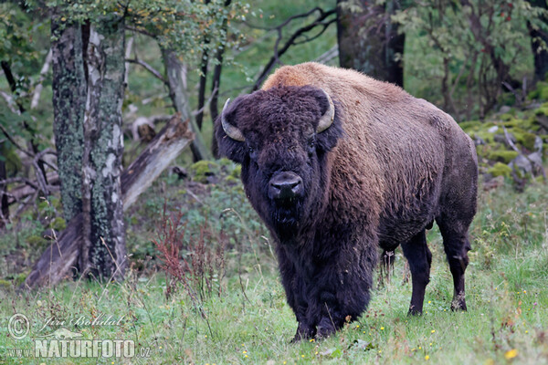 Bison Amerika