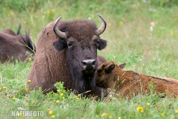 Bison Amerika