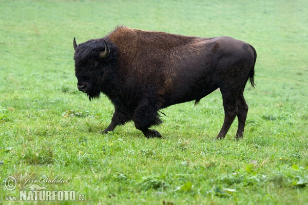 Bison amerika