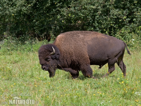 Bison d'Amérique du Nord