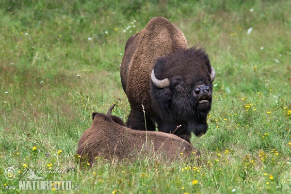 Bison d'Amérique du Nord