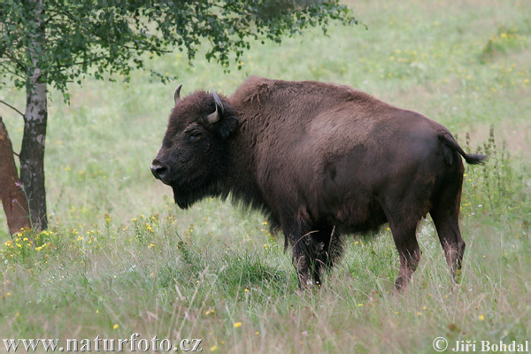 Bison d'Amérique du Nord