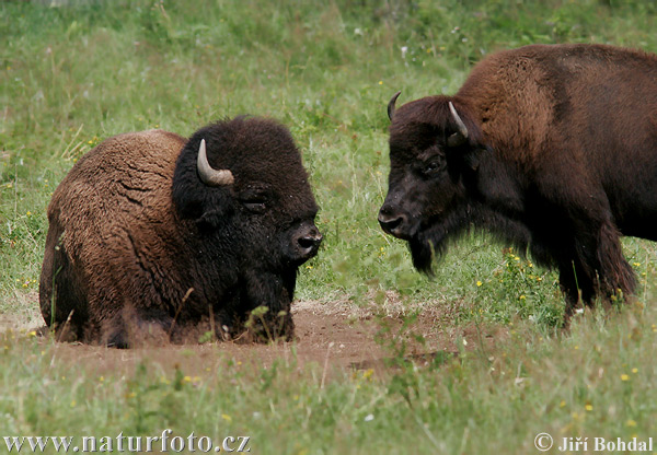 Bison d'Amérique du Nord