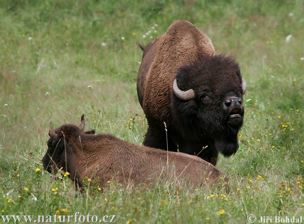 Bison d'Amérique du Nord