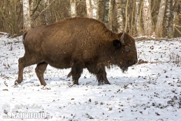 Bison d'Amérique du Nord