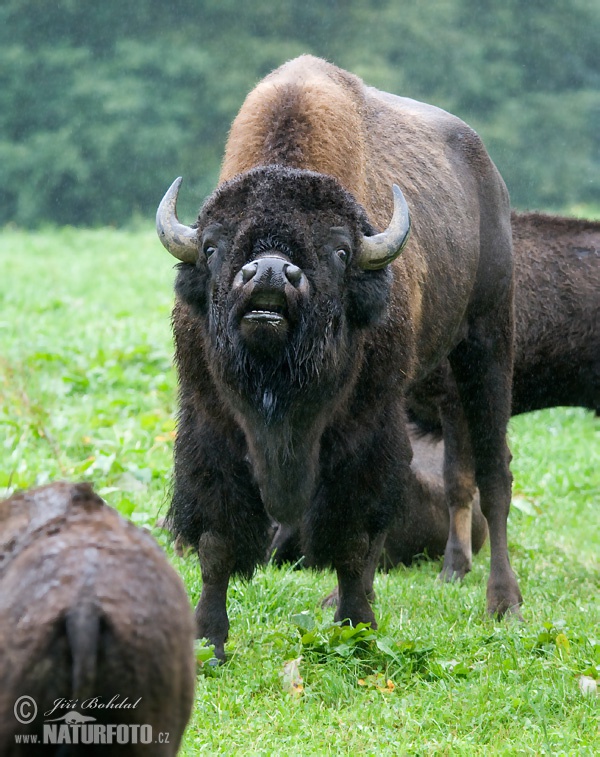 Bison d'Amérique du Nord