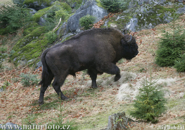 Bison d'Europe