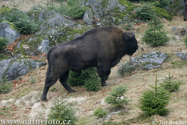 Bison d'Europe