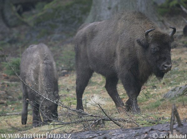 Bison d'Europe