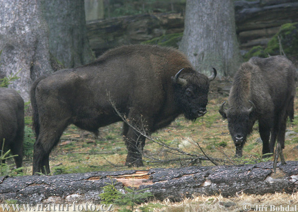 Bison d'Europe