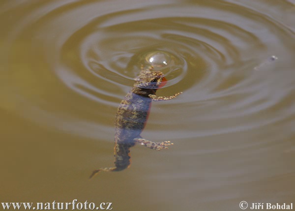 Bjergsalamander