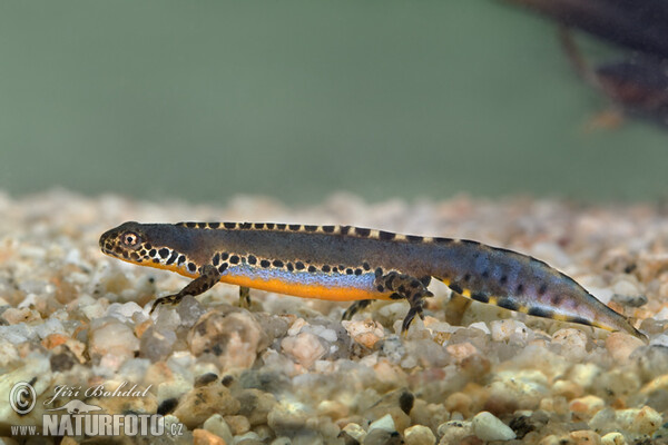 Bjergsalamander