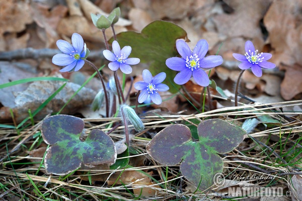 Blå anemone - Leverurt