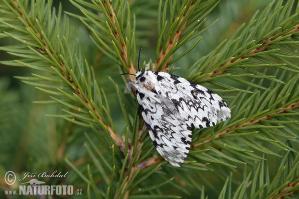 Black Arches (Lymantria monacha)