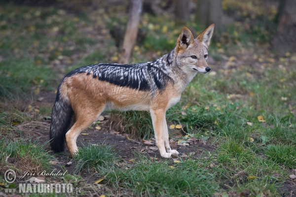 Black-backed Jackal (Canis mesomelas)