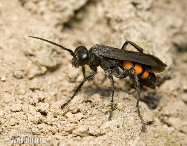 Black Banded Spider Wasp (Anoplius viaticus)