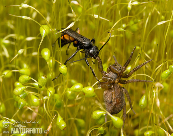 Black Banded Spider Wasp (Anoplius viaticus)