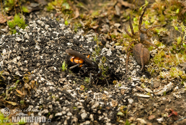 Black Banded Spider Wasp (Anoplius viaticus)