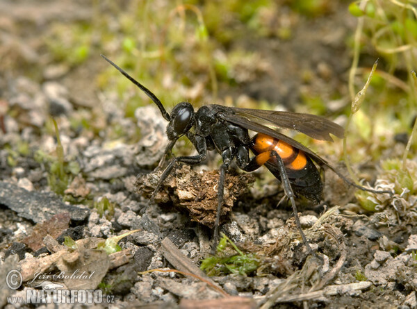 Black Banded Spider Wasp (Anoplius viaticus)