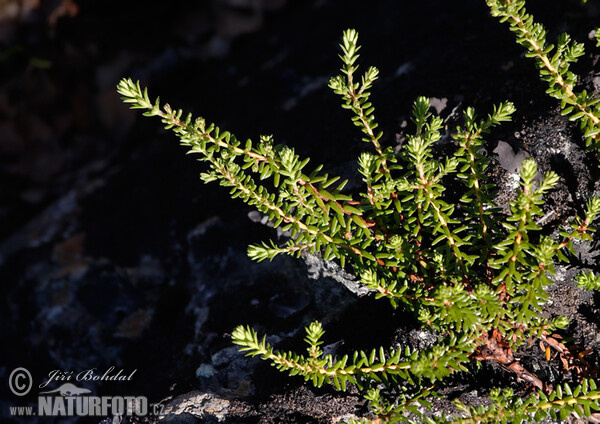 Black Crowberry (Empetrum nigrum)