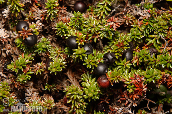 Black Crowberry (Empetrum nigrum)
