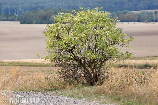 Black Elder (Sambucus nigra)