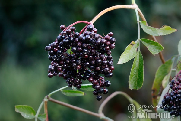 Black Elder (Sambucus nigra)