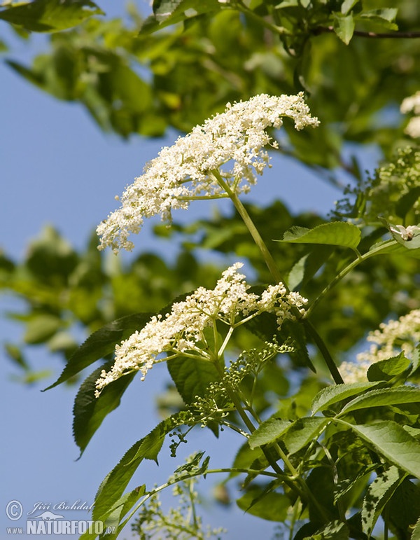 Black Elder (Sambucus nigra)