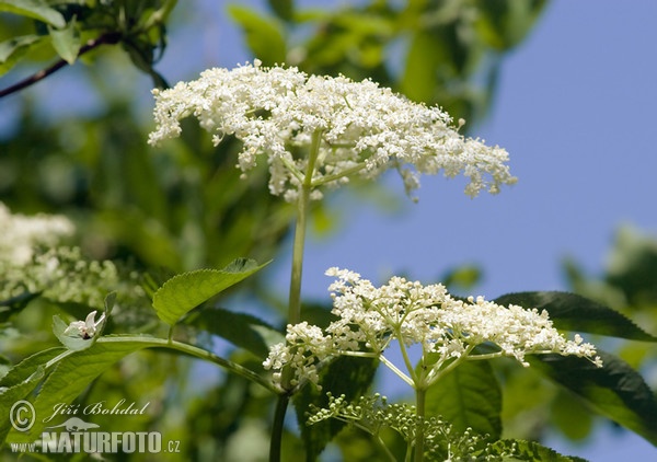 Black Elder (Sambucus nigra)