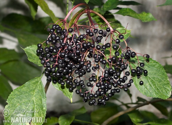 Black Elder (Sambucus nigra)