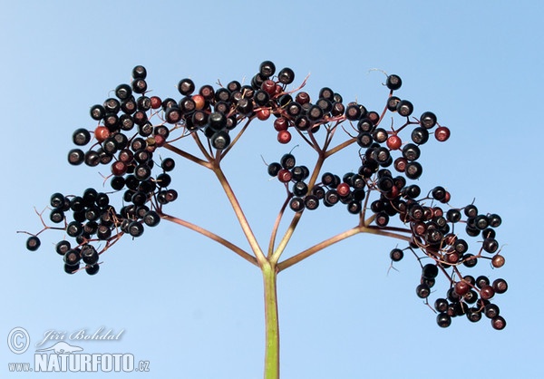 Black Elder (Sambucus nigra)