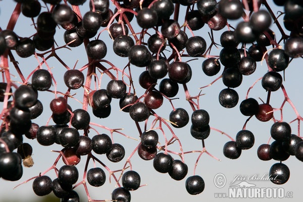 Black Elder (Sambucus nigra)