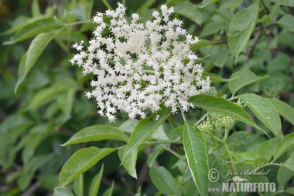 Black Elder (Sambucus nigra)