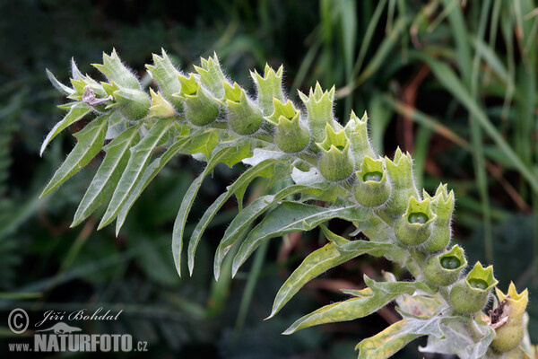 Black Henbane (Hyoscyamus niger)