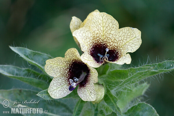 Black Henbane (Hyoscyamus niger)